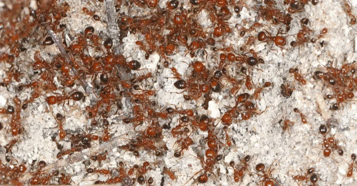 How to Get Rid of Ants in House Areas: 7 Practical Steps